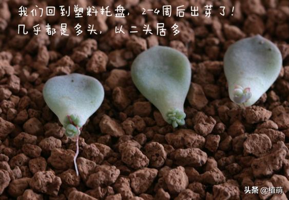 白牡丹叶插苗有多好养,白牡丹徒长修剪