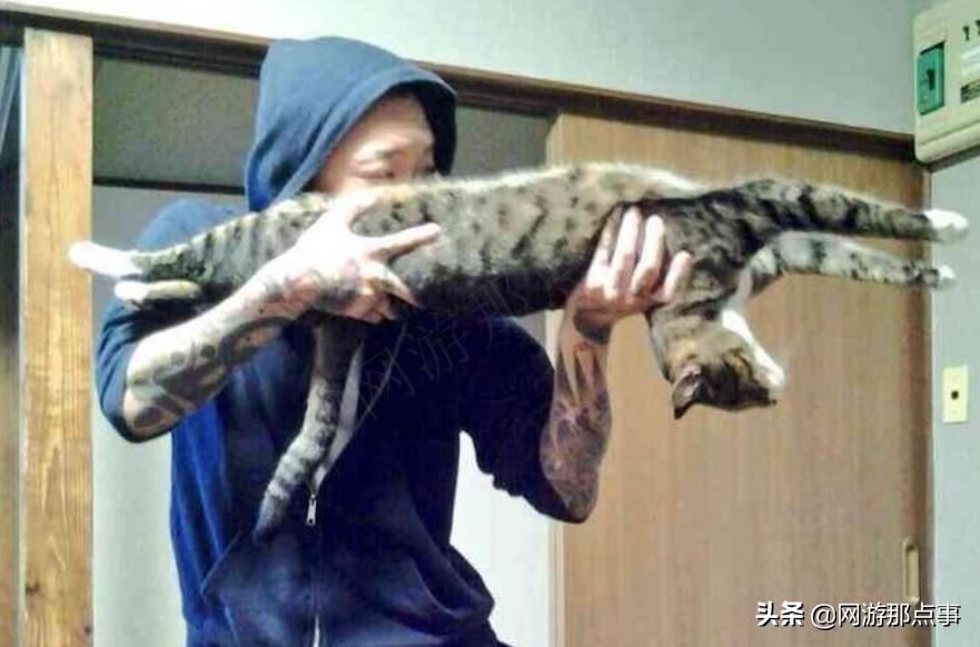 穿越火线里的猫枪,游戏里面的穿越火线