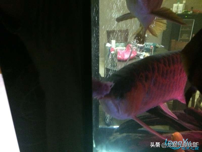 手把手教你做龙鱼最强营养秘方食谱--鲜虾牛肉狮子头，别馋哈