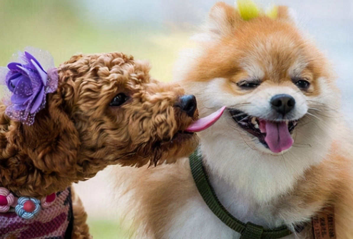 怎样给狗狗取名字更有意义,狗狗取名叫黄瓜