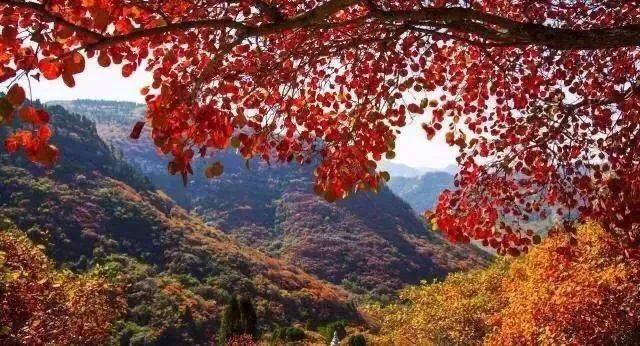 大连哪里的秋色最美呢,大连赏秋景的地方