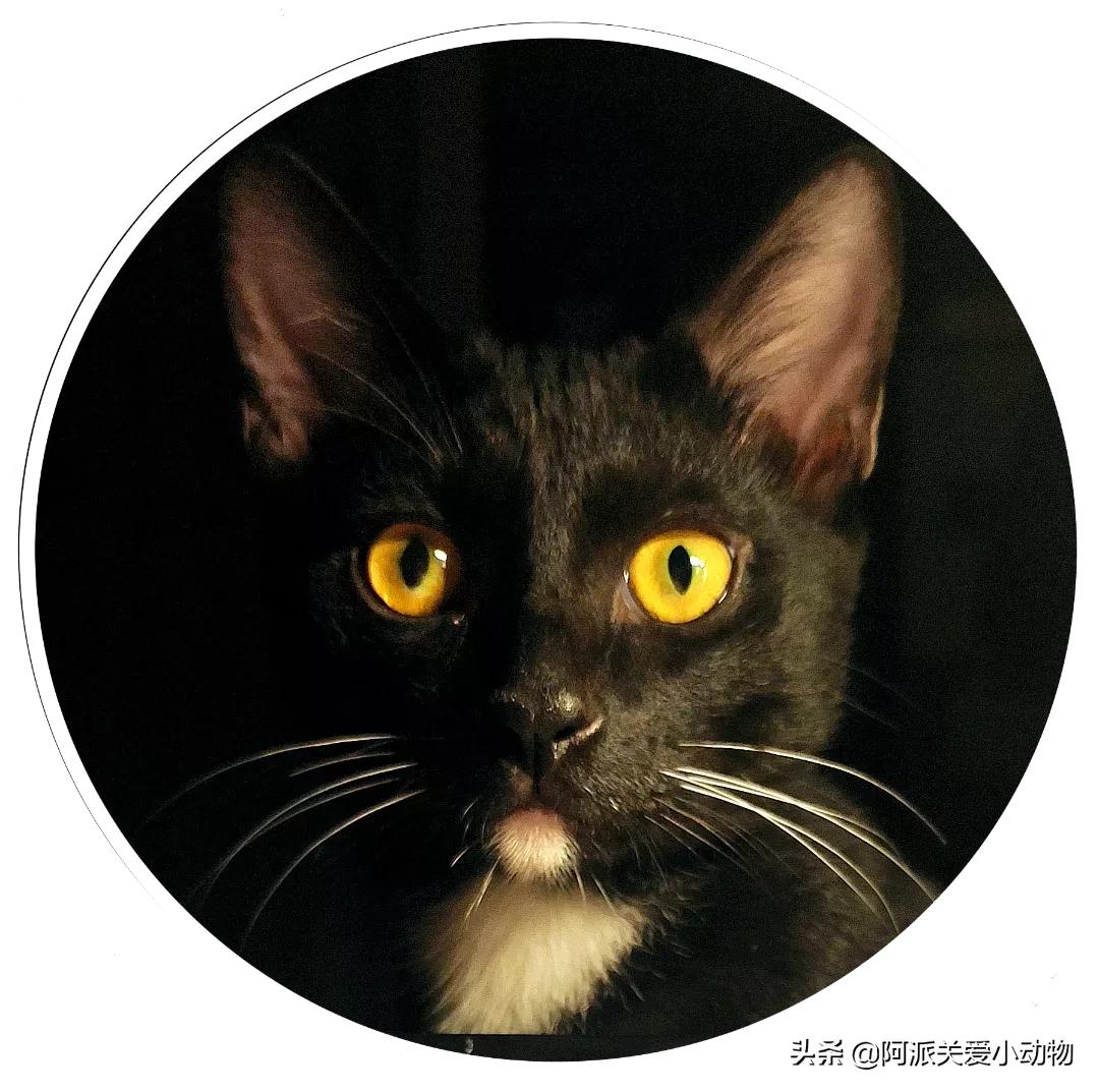 盖雪:信女愿一生荤素搭配,祈望这只拆家啊不,旺家猫找到新家