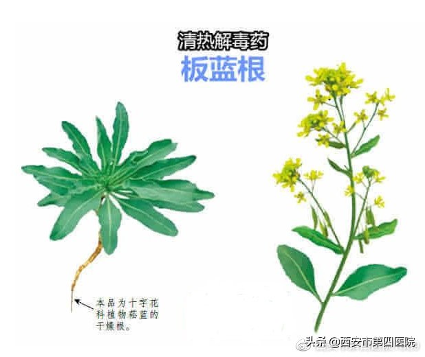家庭常备实用实惠药,家庭常备中草药有哪些