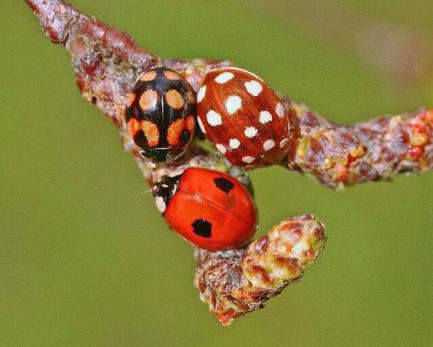 吃肉的瓢虫是农夫的好帮手,别再将它们一网杀尽啦!