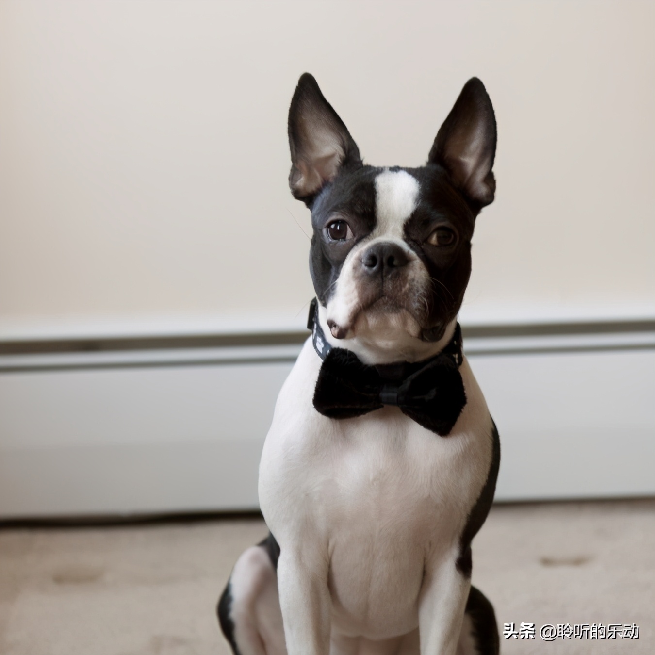 十大可爱的宠物狗,最潮的狗狗穿衣搭配