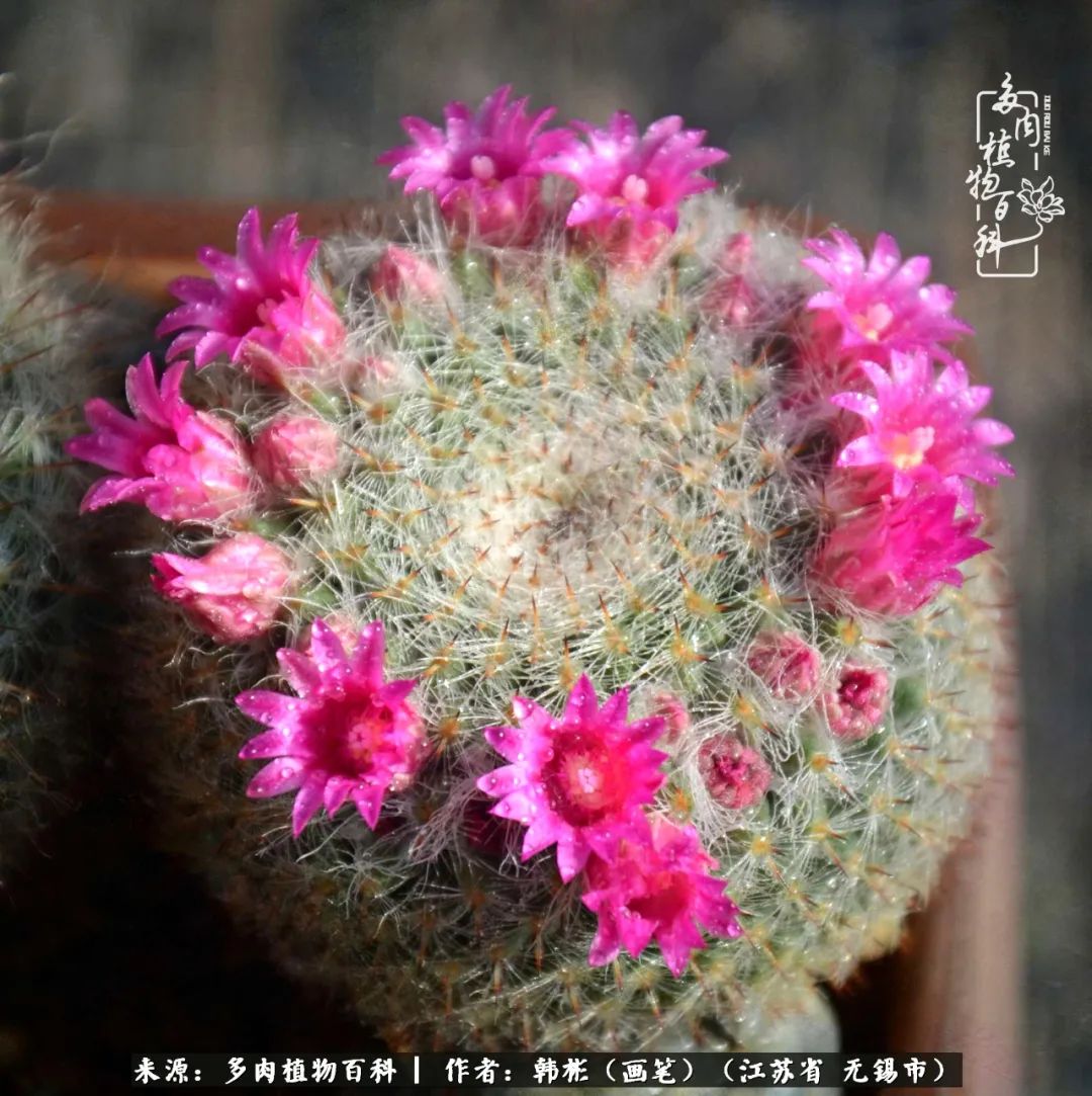 听音乐赏多肉,听音乐赏花赏美景