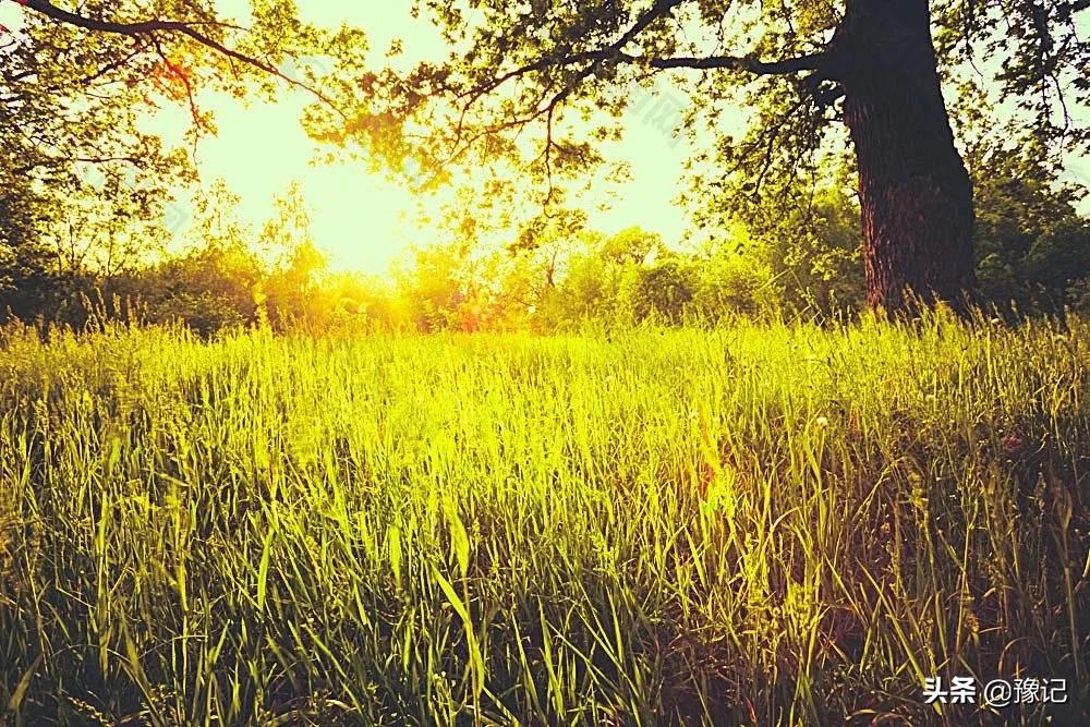 舞钢懒豆腐,舞钢懒豆