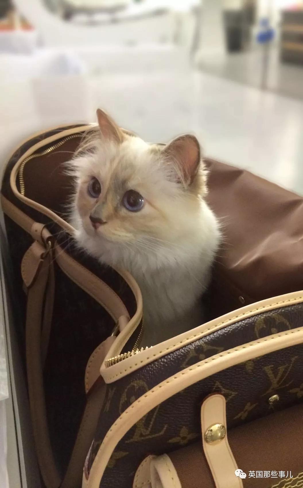 老佛爷的猫继承多少遗产,老佛爷去世后财产留给了一只猫