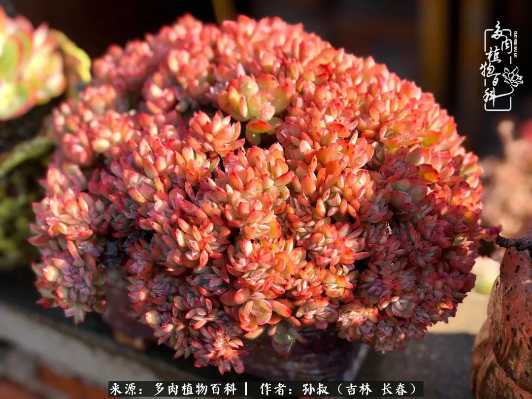 与多肉一起成长,与多肉相伴