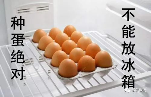 鸡蛋怎么孵化成小鸡,如何用灯照孵化鸡蛋