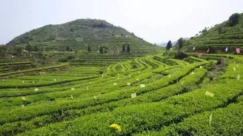 失眠注意力不集中湿气重,失眠脾胃不舒服感觉喘不过来气