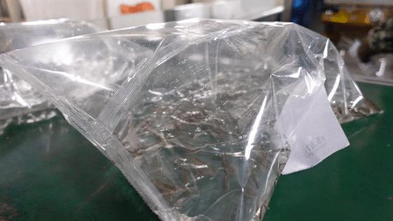 泥鳅养殖致富案例,80后小伙返乡养泥鳅