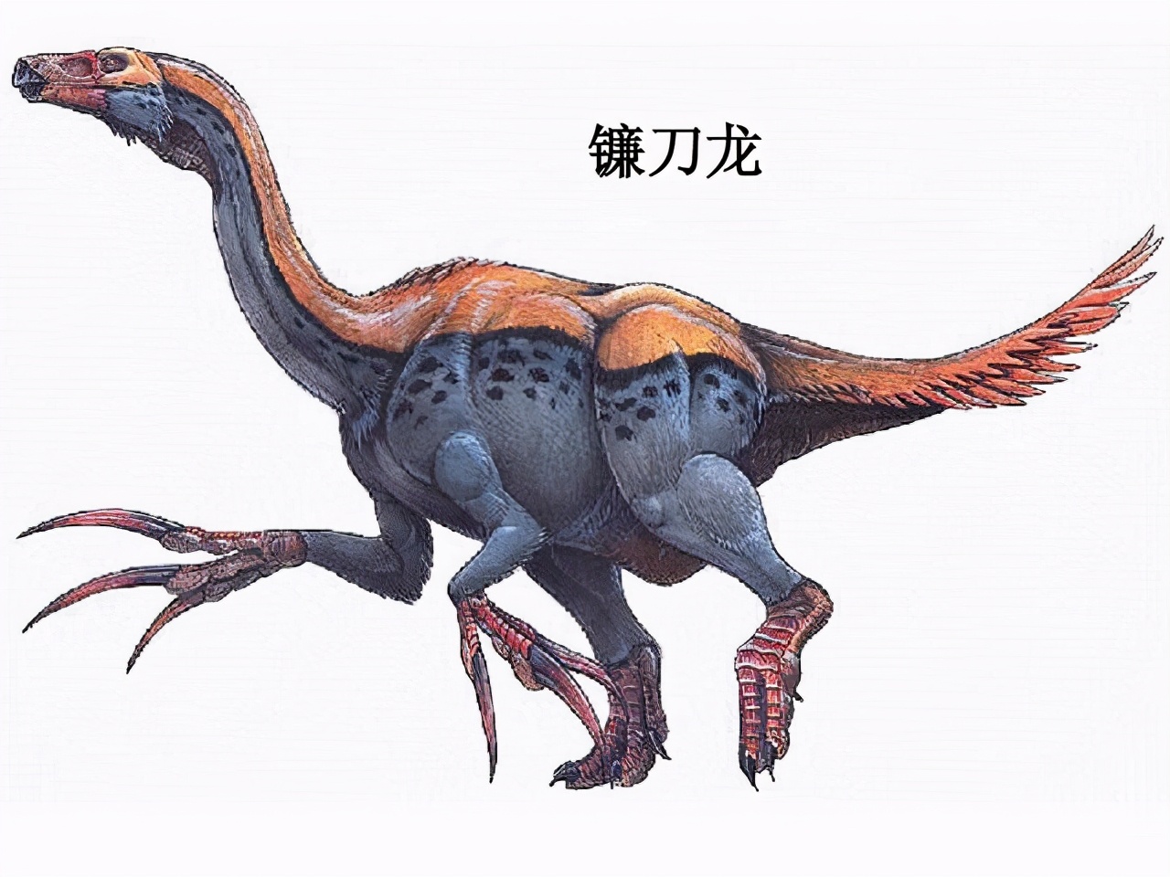 100个搞笑冷知识动物,奇葩动物冷知识你都知道哪几个