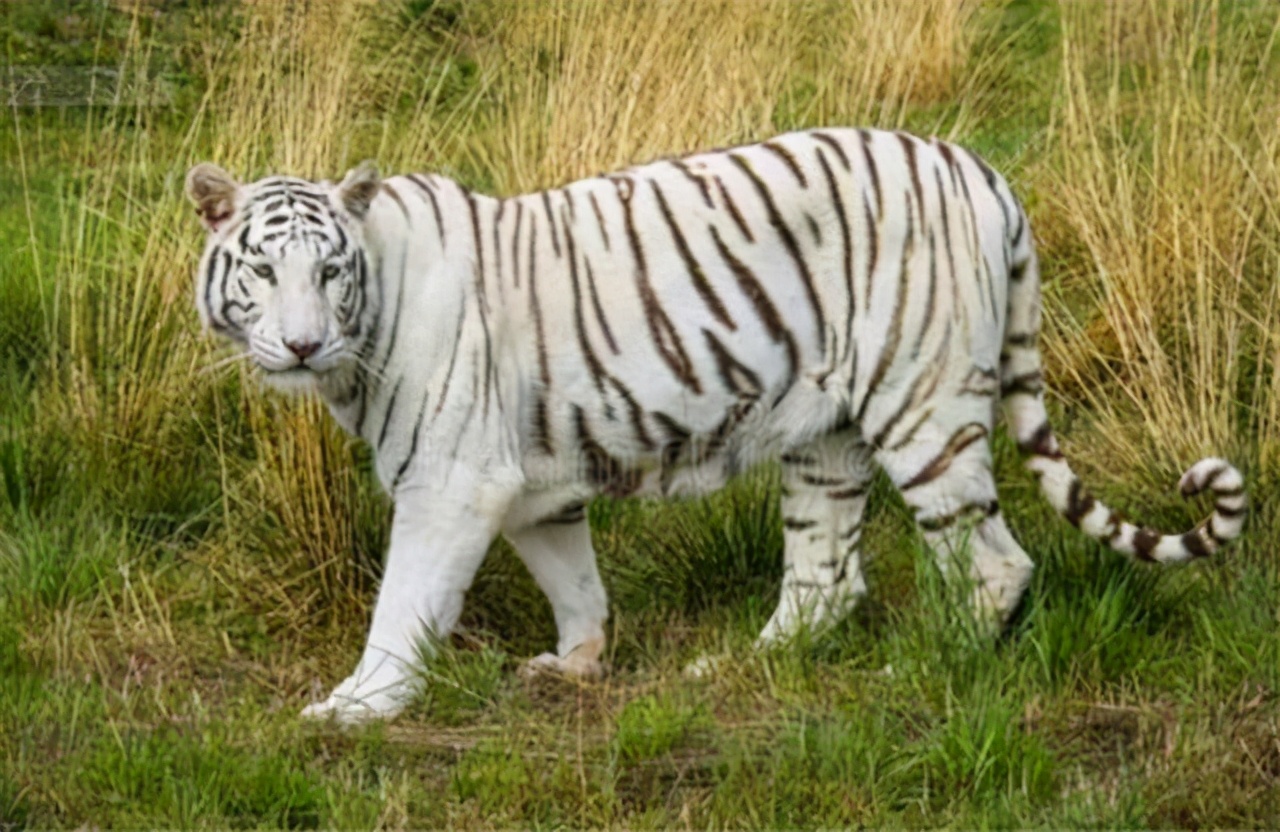 白虎穿堂家败人亡下一句,白虎穿堂家败人亡的意思