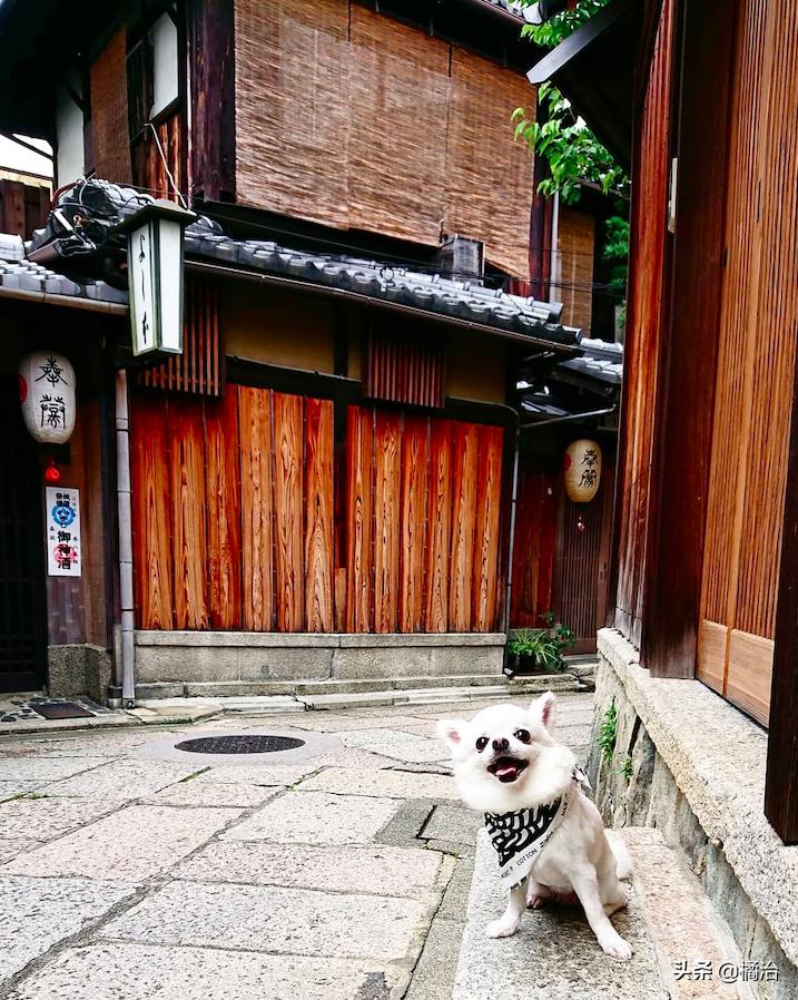日本清水寺旅游攻略,日本游京都清水寺