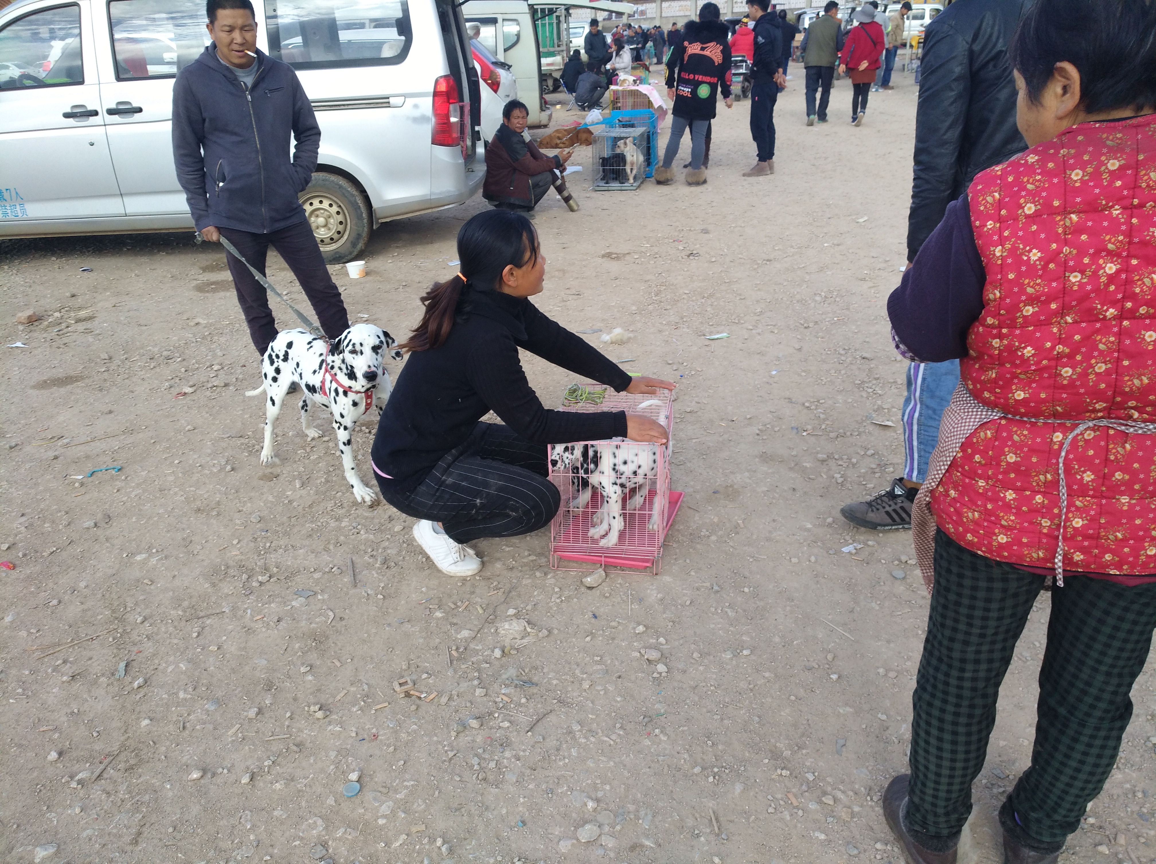 宠物市场淘斑点狗多少钱,狗市卖斑点狗