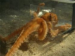 章鱼突破基因锁智商能来到多少,章鱼为什么要进化出基因锁