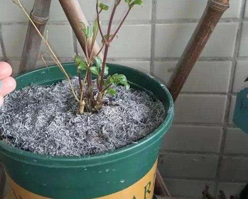 春天种植需要用到的肥料,怎么给花卉施氮磷钾肥