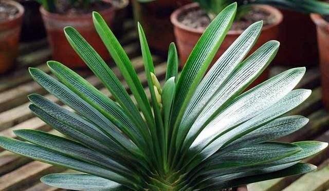 淘米水加果皮养花,淘米水加肥料