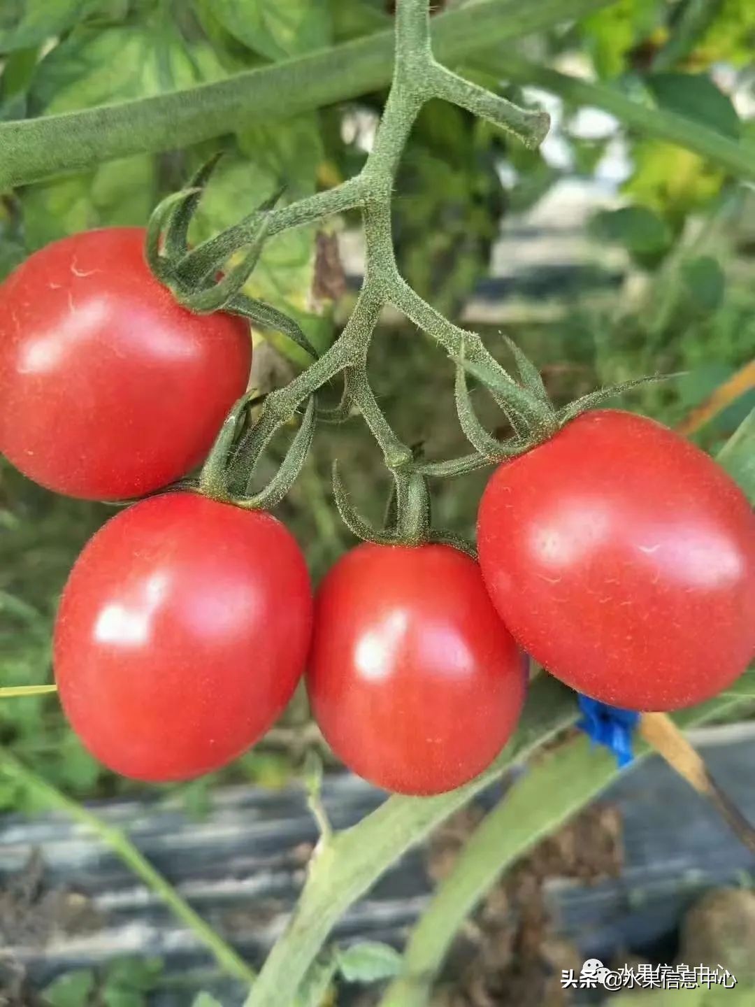 水果天堂：海南水果品种及上市时间表