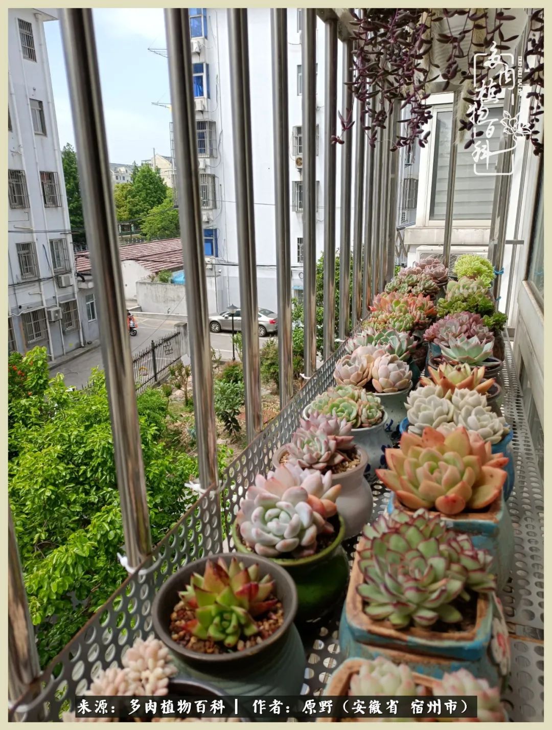 梅雨袭，酷暑至，多肉进入历劫季