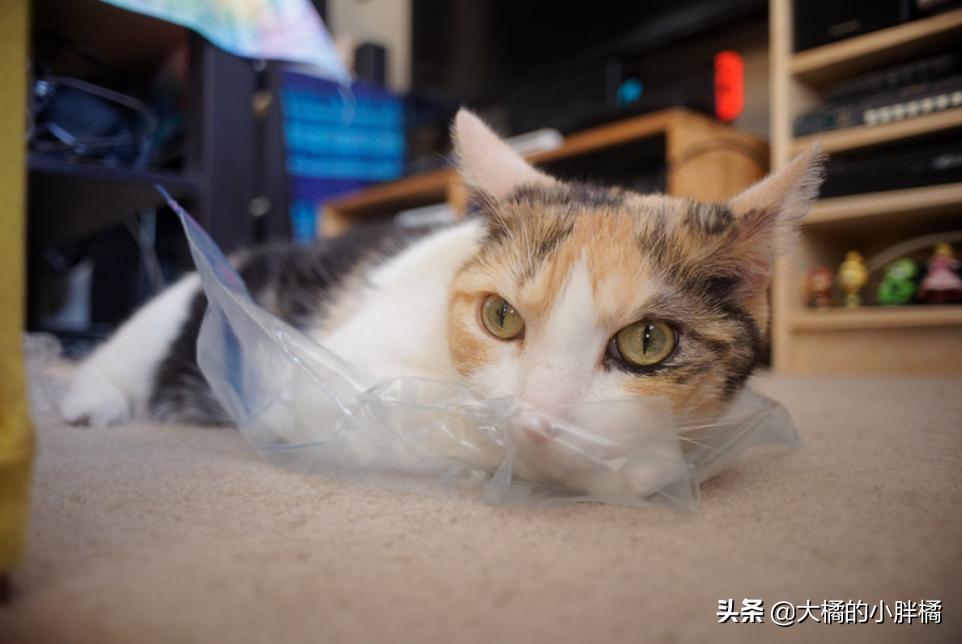 猫咪喜欢玩袋子该如何救,猫咪喜欢玩纸箱跟塑料袋