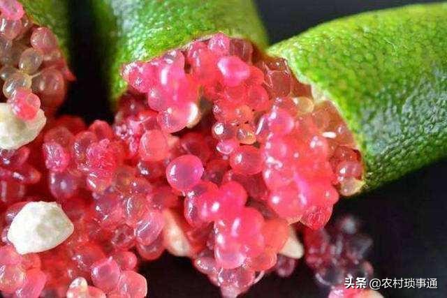 果中的“鱼子酱”，味道怪异惹人爱，一斤卖400元，解酒效果好