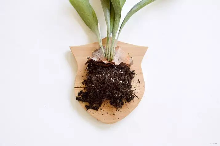 置爱|植物1.0是种在盆儿里的,植物2.0都趴在墙上的