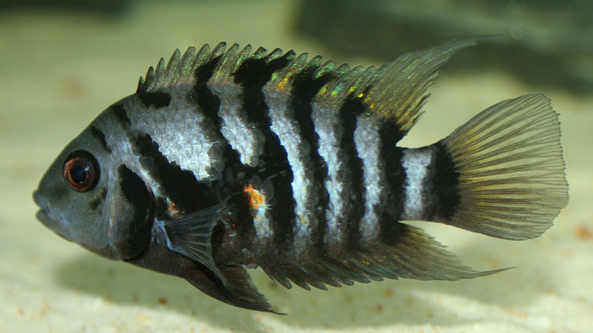 慈鲷品种,慈鲷类型