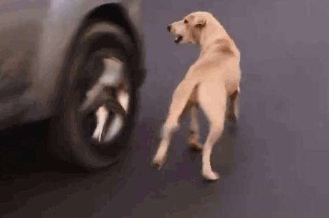 狗狗爱扑人怎么办教你一招,狗狗爱追着人叫怎么办