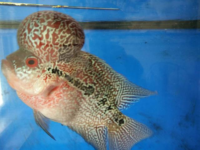 不是所有大脑袋的观赏鱼，看起来都令人舒适，有些品种其实很难看