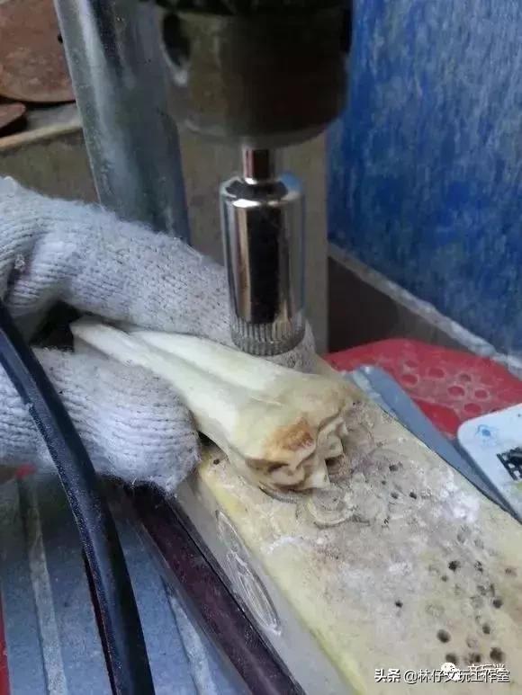 鹿骨手串制作过程,马骨手串做法