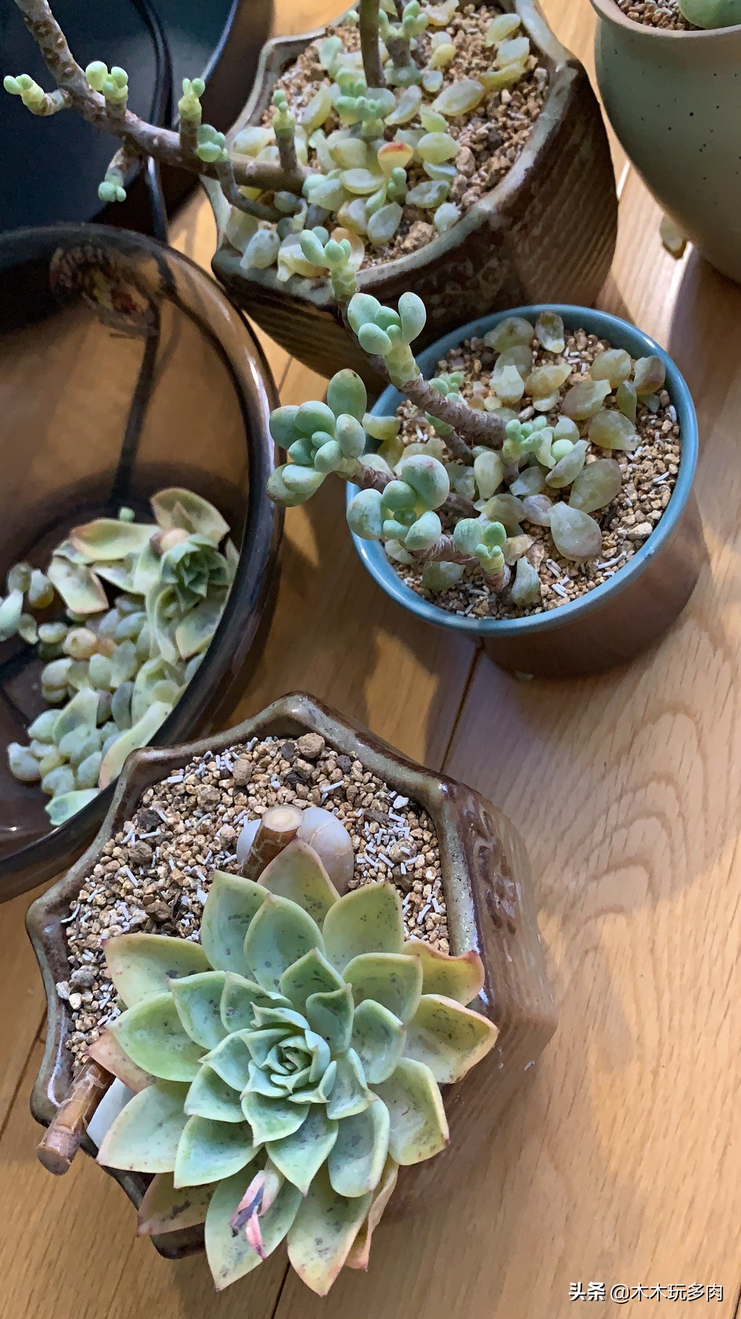 预防多肉化水用的药,多肉事故