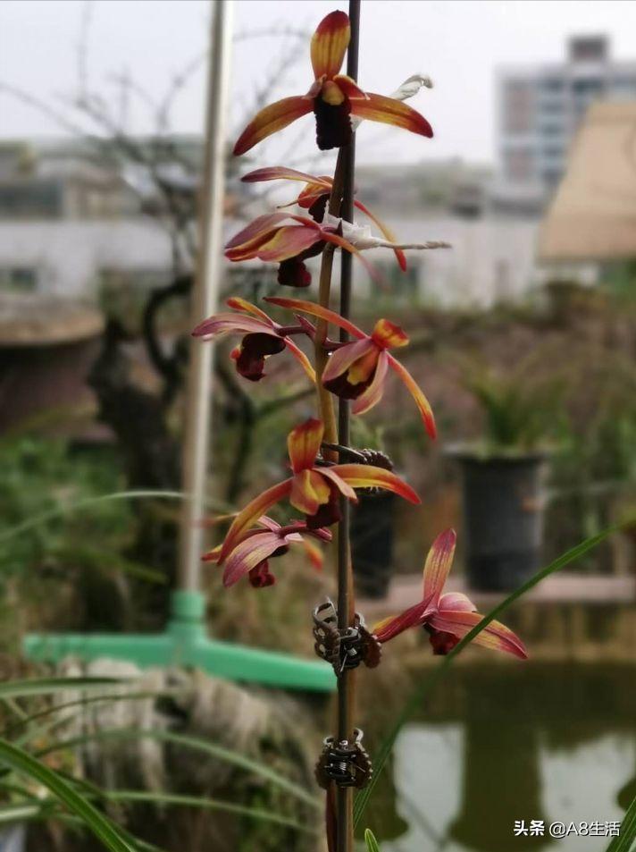 兰花蕙兰绝品传奇,每日一品茶叶