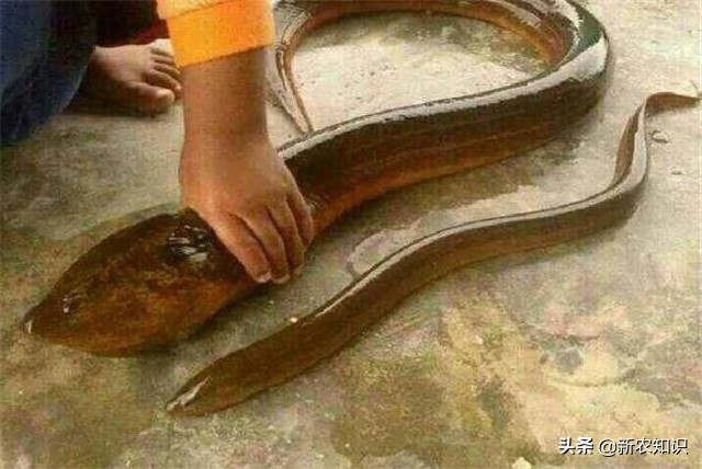 黄鳝养殖技术稻田黄鳝养殖方法,稻田养黄鳝耕地期会伤害黄鳝吗