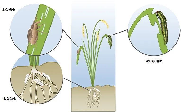 米袋里好多虫,米袋里面有很多白虫卵