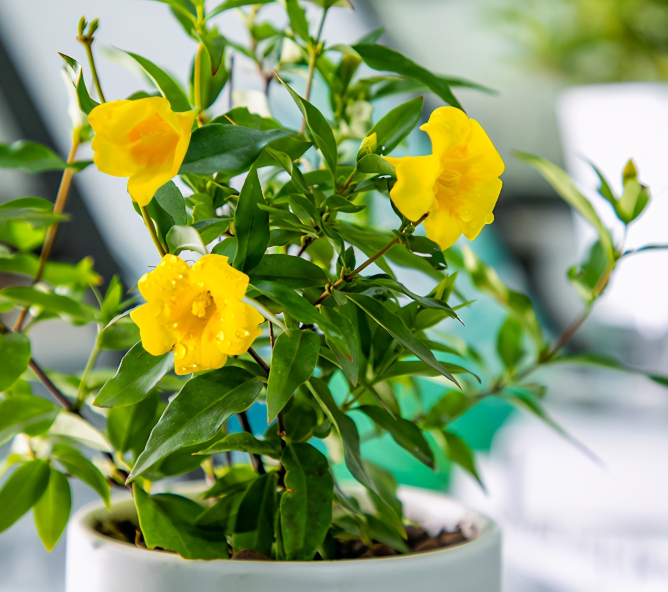 以前是公认的毒花，现在成了“网红花卉”，爱花人的阳台上常见到