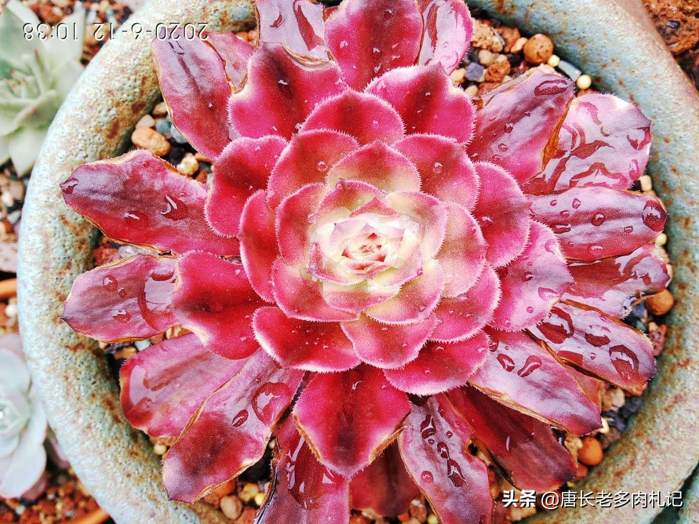 多肉养的不粗壮怎么办,多肉植物光照不足怎么养