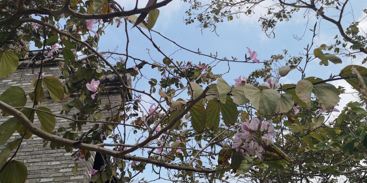 深圳甘坑客家小镇春节旅游,深圳古镇甘坑客家小镇攻略