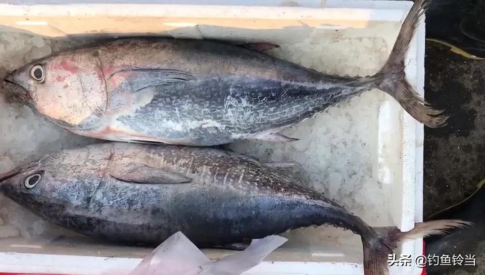 农民钓到一条价值几万的鱼,钓到一条鱼值好几万