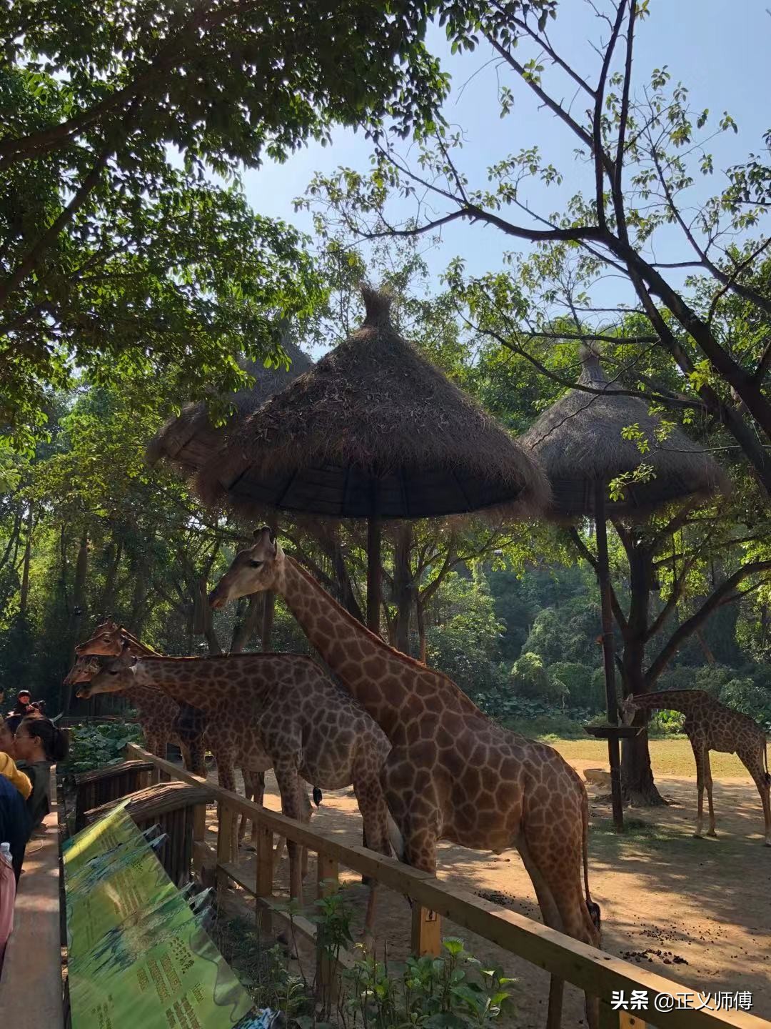 长隆动物园的动物,广州的长隆野生动物园有哪些动物