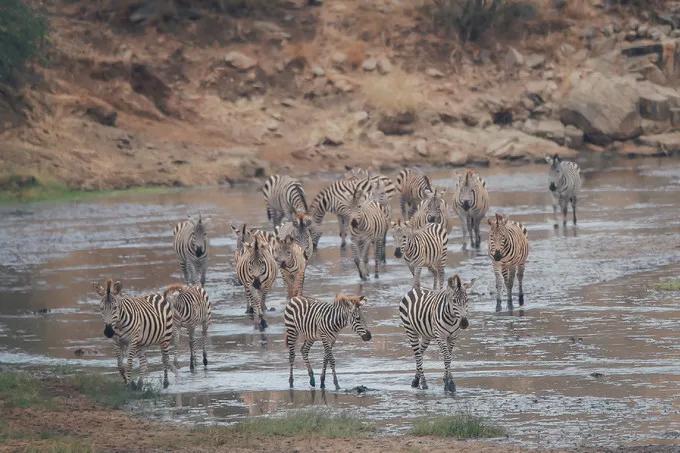 坦桑尼亚之旅,坦桑尼亚东非草原