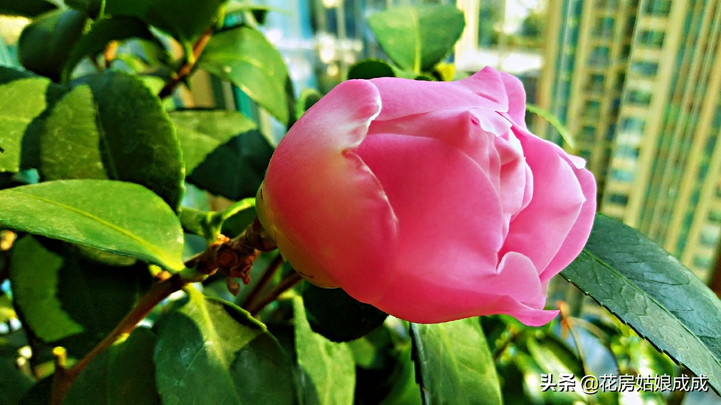 平时怎么打理家里的花花草草,家里没人了花草怎么办