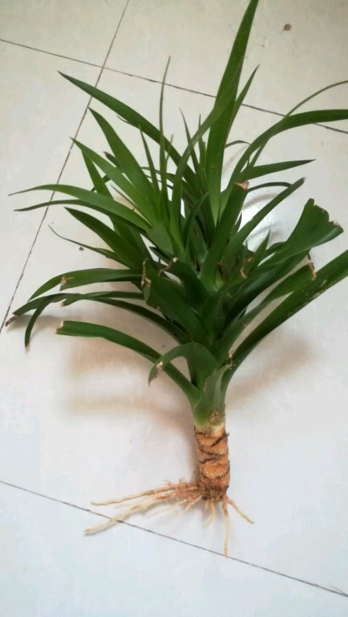 怎样能让龙血树多发杈,怎样让龙血树长侧枝