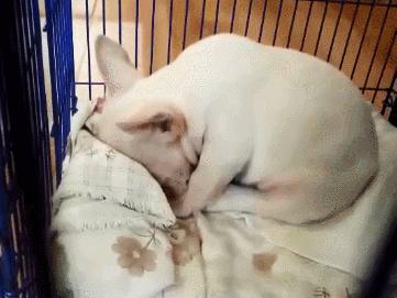 法斗有哪些优点,法斗这么丑为什么还有很多人养