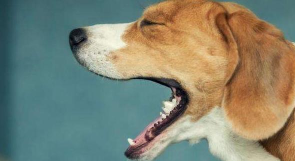 狗狗不吃不喝吐白色粘液,狗狗吐白色粘液怎么办啊