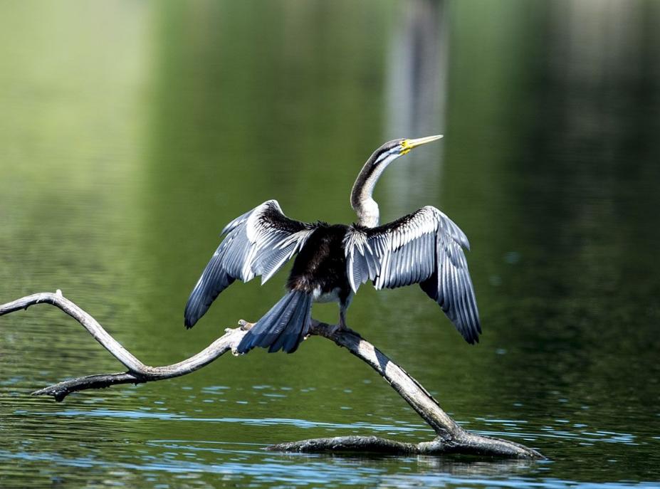 恐龙灭绝之后的大鸟,时隔80多年神秘大鸟再次现身