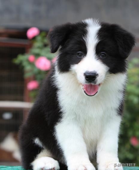 边境牧羊犬的智商有多高呀视频,智商第一牧羊犬