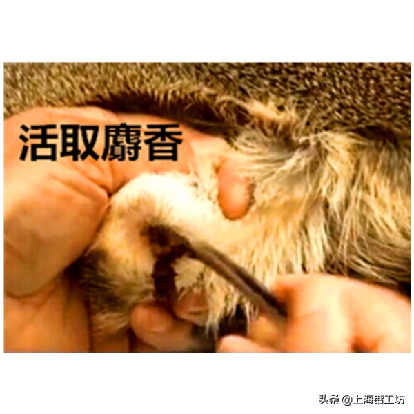 麝香酒为什么能钓鱼效果好,麝香粉和麝香酒哪个钓鱼好