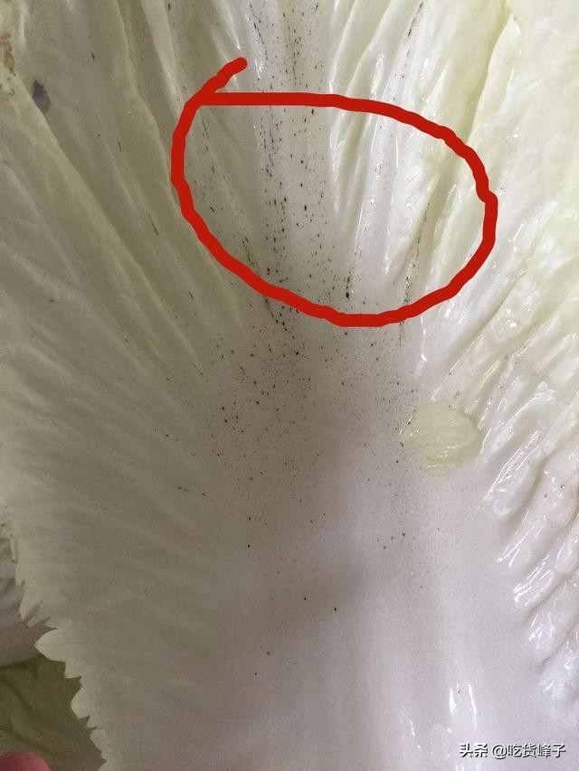 白菜上的黑点对身体有什么影响,大白菜上的黑点是什么能吃吗
